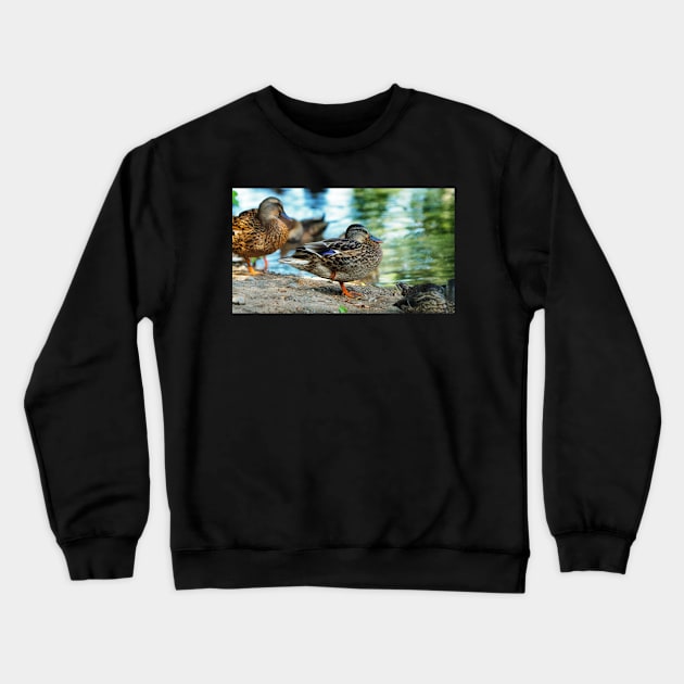 Mallard Duck Standing On One Leg Crewneck Sweatshirt by BackyardBirder